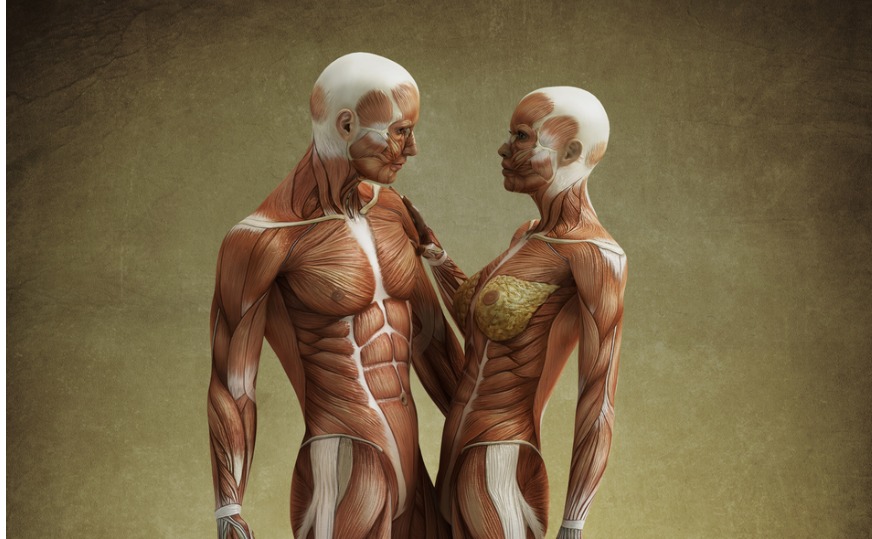 anatomy couple.jpg s=1024x1024&w=is&k=20&c=fNUtEf0d6 6XguzOdnSpA8JM5IDOzKF6TT7iujbGbw8=