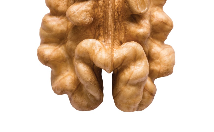 unshelled walnut isolated on white background.jpg s=1024x1024&w=is&k=20&c=i4mjQNXrDJEq6HGcaBkiGOhyWo Kvms EkQaX3zvKho= (1)